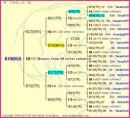 Pedigree of B19(DSJ) :
four generations presented<br />it's temporarily unavailable, sorry!