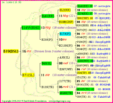 Pedigree of B19(DSU) :
four generations presented