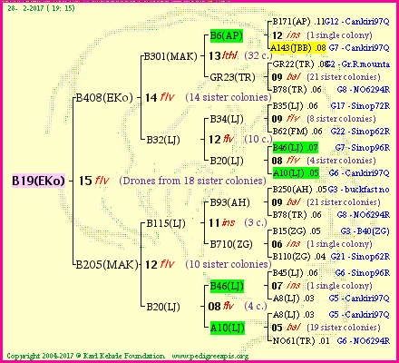 Pedigree of B19(EKo) :
four generations presented