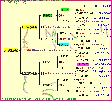 Pedigree of B19(EvG) :
four generations presented<br />it's temporarily unavailable, sorry!