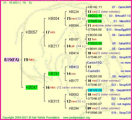 Pedigree of B19(FA) :
four generations presented
it's temporarily unavailable, sorry!