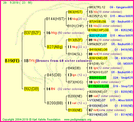 Pedigree of B19(FE) :
four generations presented
it's temporarily unavailable, sorry!