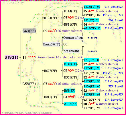 Pedigree of B19(FF) :
four generations presented