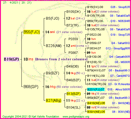 Pedigree of B19(GP) :
four generations presented
it's temporarily unavailable, sorry!