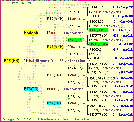 Pedigree of B19(HB) :
four generations presented<br />it's temporarily unavailable, sorry!