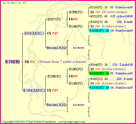 Pedigree of B19(IB) :
four generations presented