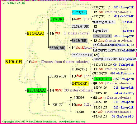 Pedigree of B19(IGF) :
four generations presented