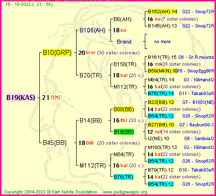 Pedigree of B19(KAS) :
four generations presented
it's temporarily unavailable, sorry!