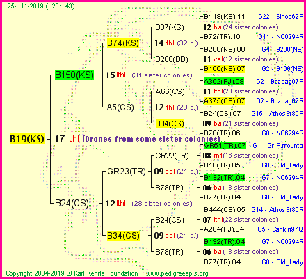 Pedigree of B19(KS) :
four generations presented<br />it's temporarily unavailable, sorry!