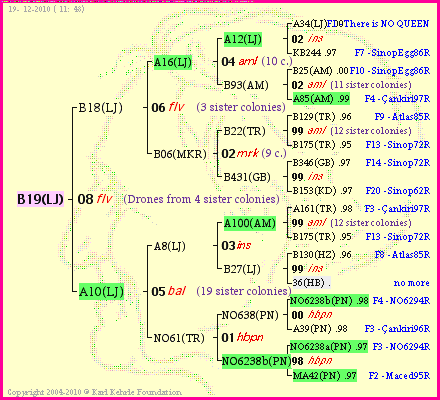 Pedigree of B19(LJ) :
four generations presented