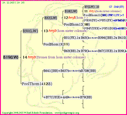 Pedigree of B19(LW) :
four generations presented