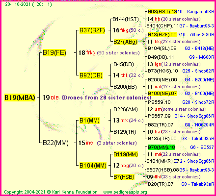 Pedigree of B19(MBA) :
four generations presented
it's temporarily unavailable, sorry!