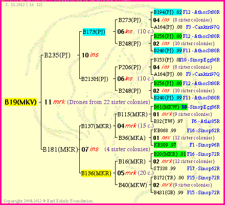 Pedigree of B19(MKV) :
four generations presented