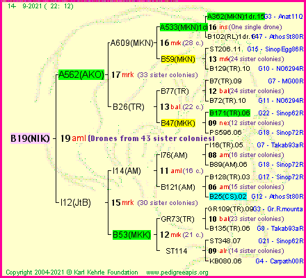 Pedigree of B19(NIK) :
four generations presented
it's temporarily unavailable, sorry!