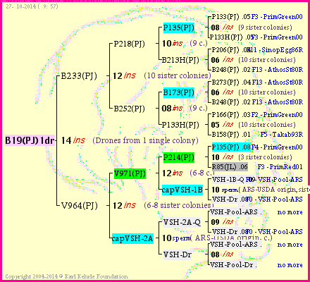 Pedigree of B19(PJ)1dr :
four generations presented