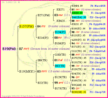 Pedigree of B19(PM) :
four generations presented