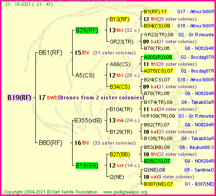 Pedigree of B19(RF) :
four generations presented
it's temporarily unavailable, sorry!