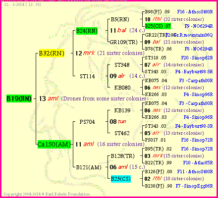 Pedigree of B19(RN) :
four generations presented