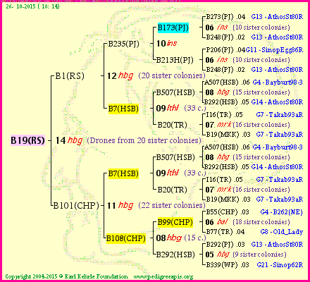 Pedigree of B19(RS) :
four generations presented