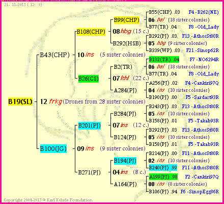 Pedigree of B19(SL) :
four generations presented