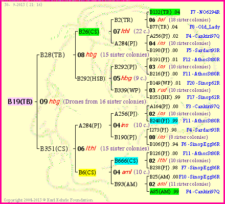 Pedigree of B19(TB) :
four generations presented