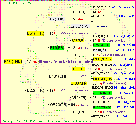 Pedigree of B19(THK) :
four generations presented<br />it's temporarily unavailable, sorry!