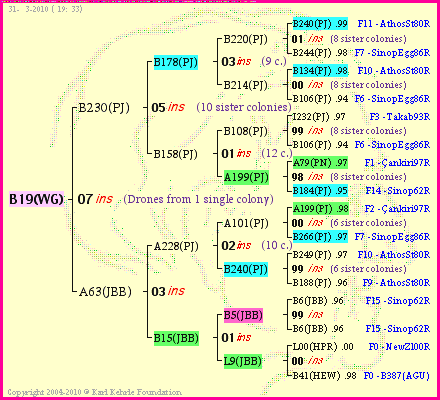 Pedigree of B19(WG) :
four generations presented