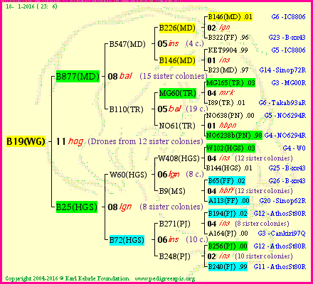 Pedigree of B19(WG) :
four generations presented