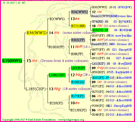 Pedigree of B19(WWS) :
four generations presented