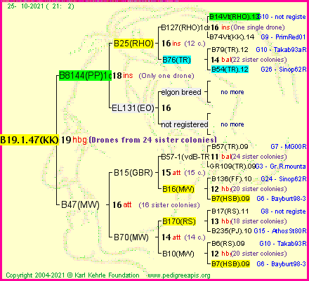 Pedigree of B19.1.47(KK) :
four generations presented
it's temporarily unavailable, sorry!