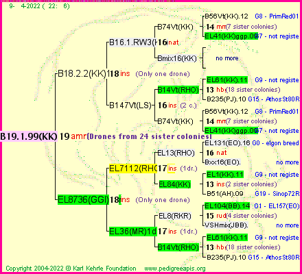 Pedigree of B19.1.99(KK) :
four generations presented
it's temporarily unavailable, sorry!