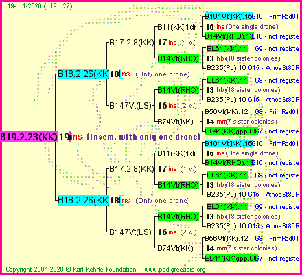 Pedigree of B19.2.23(KK)1dr :
four generations presented
it's temporarily unavailable, sorry!