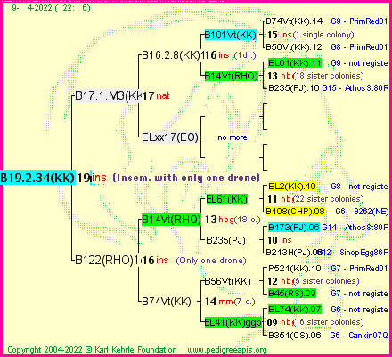 Pedigree of B19.2.34(KK)1dr :
four generations presented
it's temporarily unavailable, sorry!