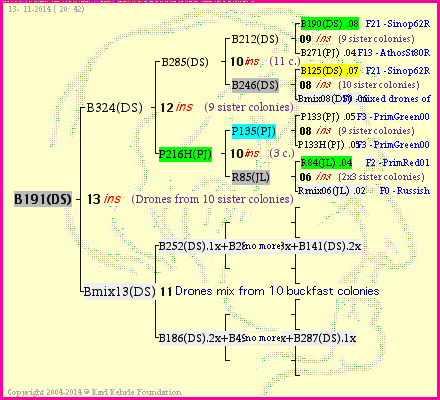 Pedigree of B191(DS) :
four generations presented