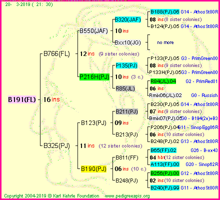 Pedigree of B191(FL) :
four generations presented<br />it's temporarily unavailable, sorry!