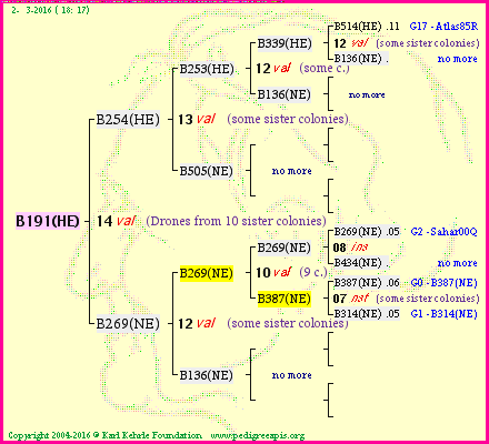 Pedigree of B191(HE) :
four generations presented