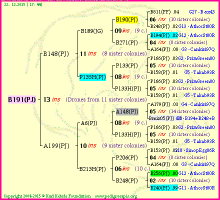 Pedigree of B191(PJ) :
four generations presented