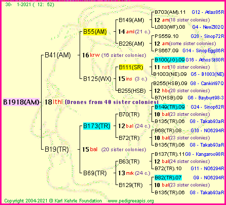 Pedigree of B1918(AM) :
four generations presented
it's temporarily unavailable, sorry!