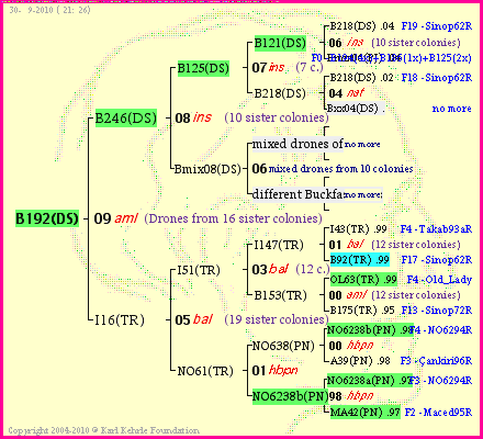 Pedigree of B192(DS) :
four generations presented