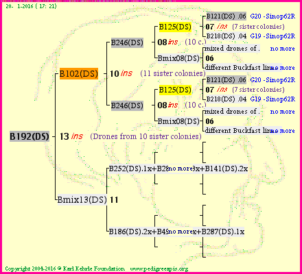 Pedigree of B192(DS) :
four generations presented