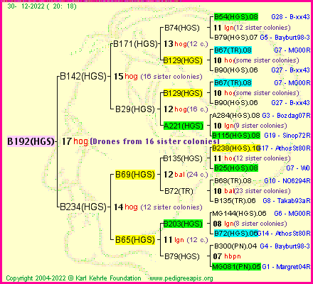 Pedigree of B192(HGS) :
four generations presented
it's temporarily unavailable, sorry!