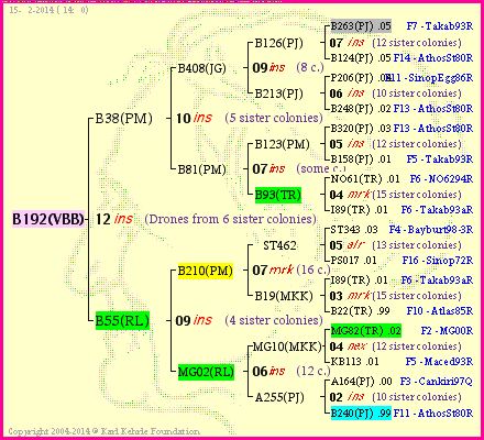 Pedigree of B192(VBB) :
four generations presented