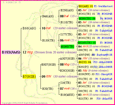 Pedigree of B193(AMS) :
four generations presented