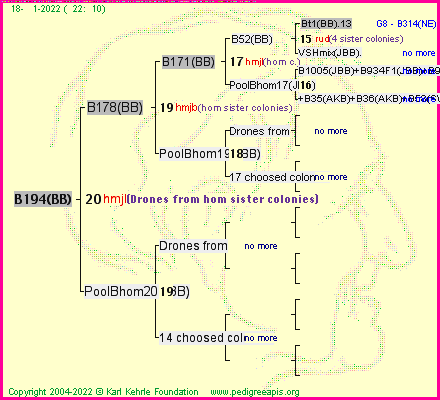 Pedigree of B194(BB) :
four generations presented
it's temporarily unavailable, sorry!