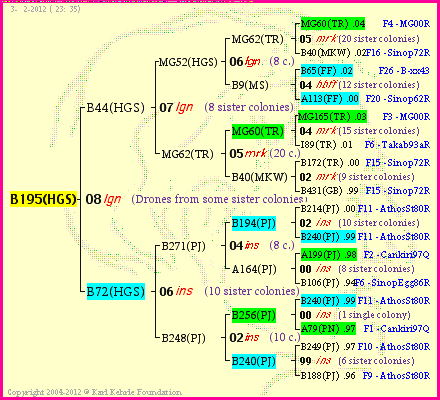 Pedigree of B195(HGS) :
four generations presented