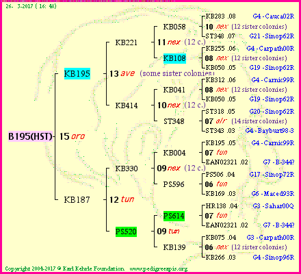 Pedigree of B195(HST) :
four generations presented