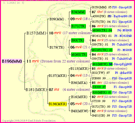 Pedigree of B196(MM) :
four generations presented