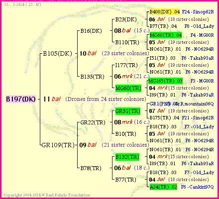 Pedigree of B197(DK) :
four generations presented