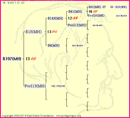 Pedigree of B197(MH) :
four generations presented