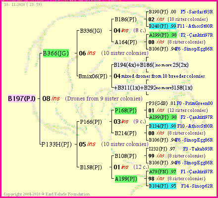 Pedigree of B197(PJ) :
four generations presented